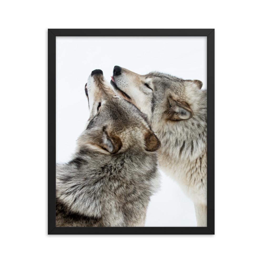 kuschelnde Wölfe - Poster im Rahmen schwarz / 30x41 cm artlia