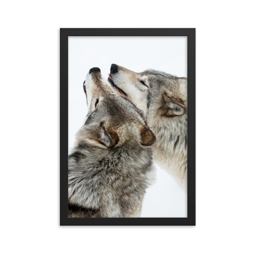 kuschelnde Wölfe - Poster im Rahmen schwarz / 30x45 cm artlia