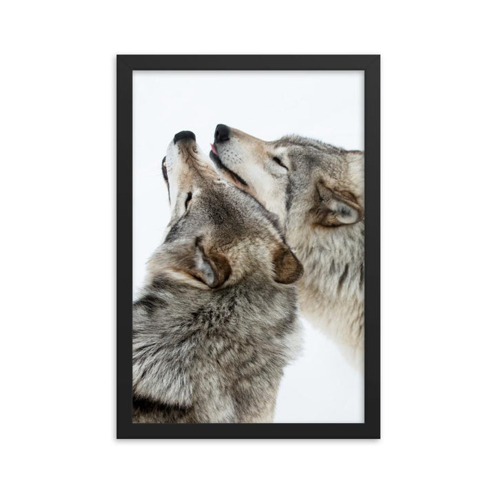 kuschelnde Wölfe - Poster im Rahmen schwarz / 30x45 cm artlia