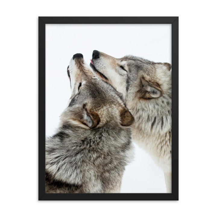 kuschelnde Wölfe - Poster im Rahmen schwarz / 46x61 cm artlia