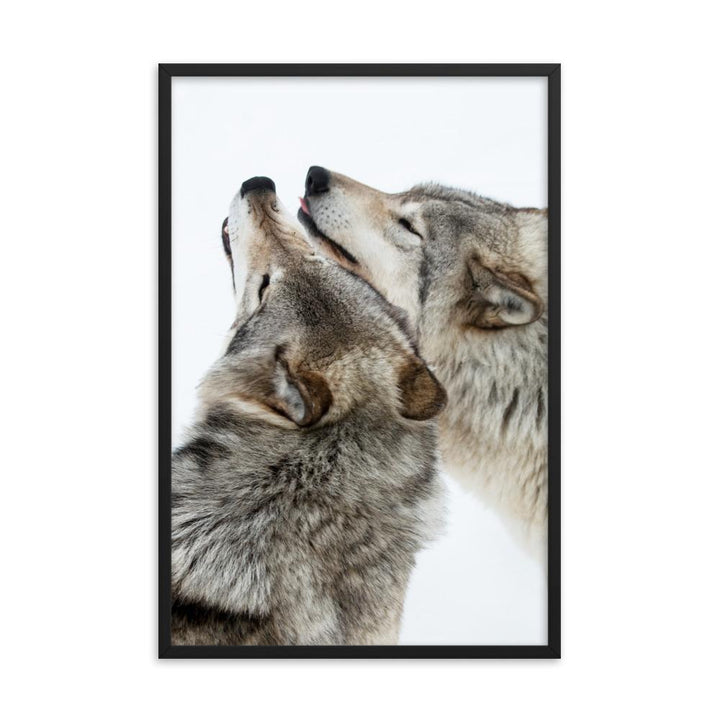 kuschelnde Wölfe - Poster im Rahmen schwarz / 61x91 cm artlia