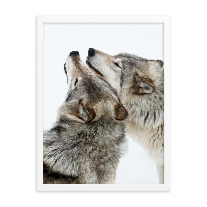 kuschelnde Wölfe - Poster im Rahmen weiß / 30x41 cm artlia