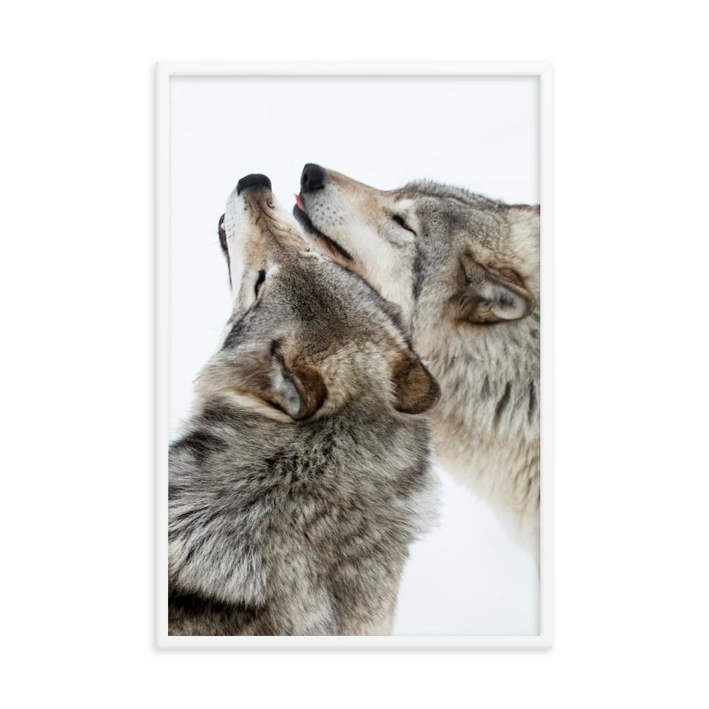 kuschelnde Wölfe - Poster im Rahmen weiß / 61x91 cm artlia