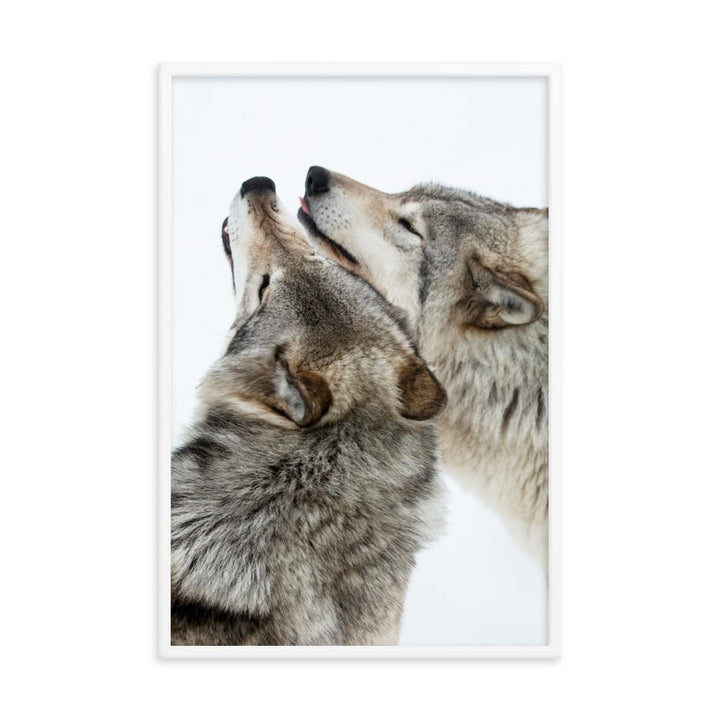 kuschelnde Wölfe - Poster im Rahmen weiß / 61x91 cm artlia