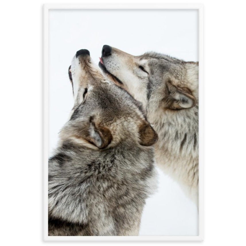 kuschelnde Wölfe - Poster artlia
