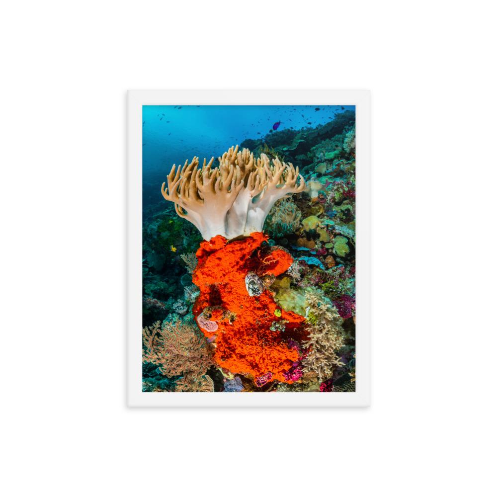 Lederkoralle - Poster im Rahmen weiß / 30x41 cm artlia