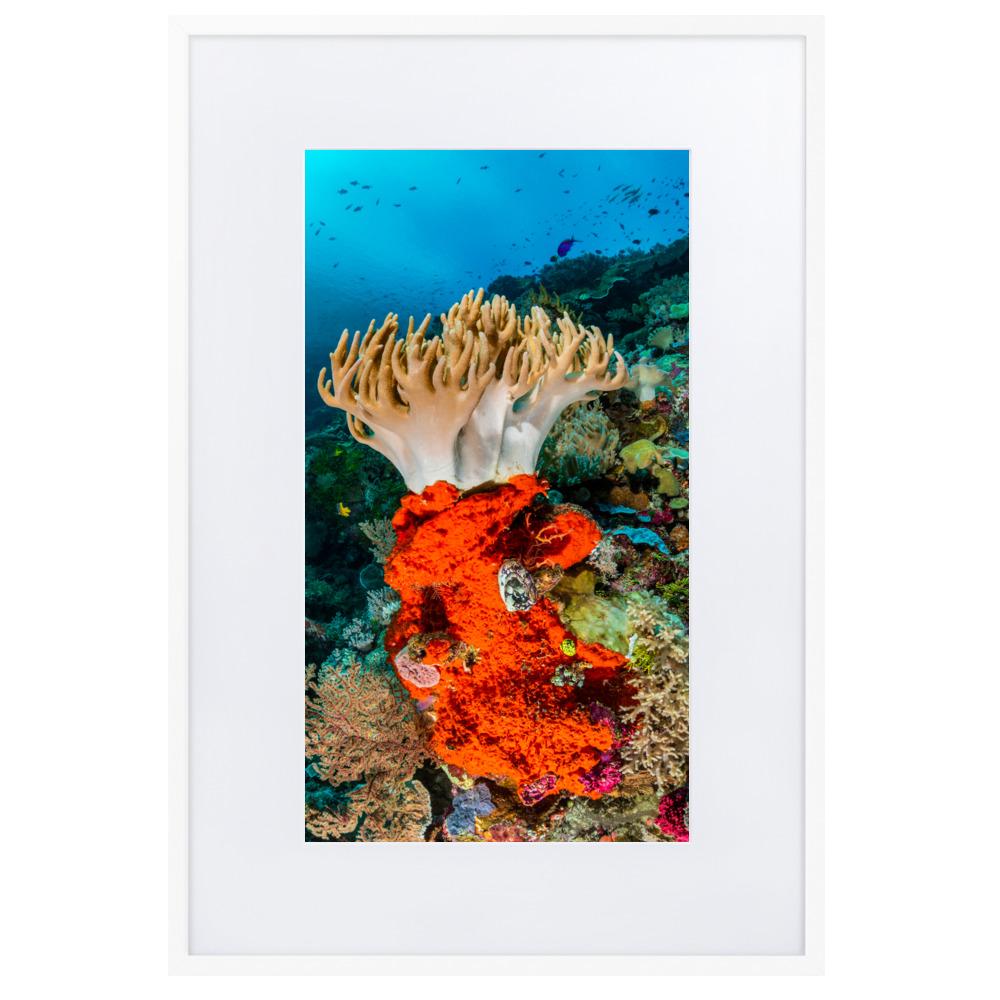 Lederkoralle - Poster im Rahmen mit Passepartout weiß / 61×91 cm artlia