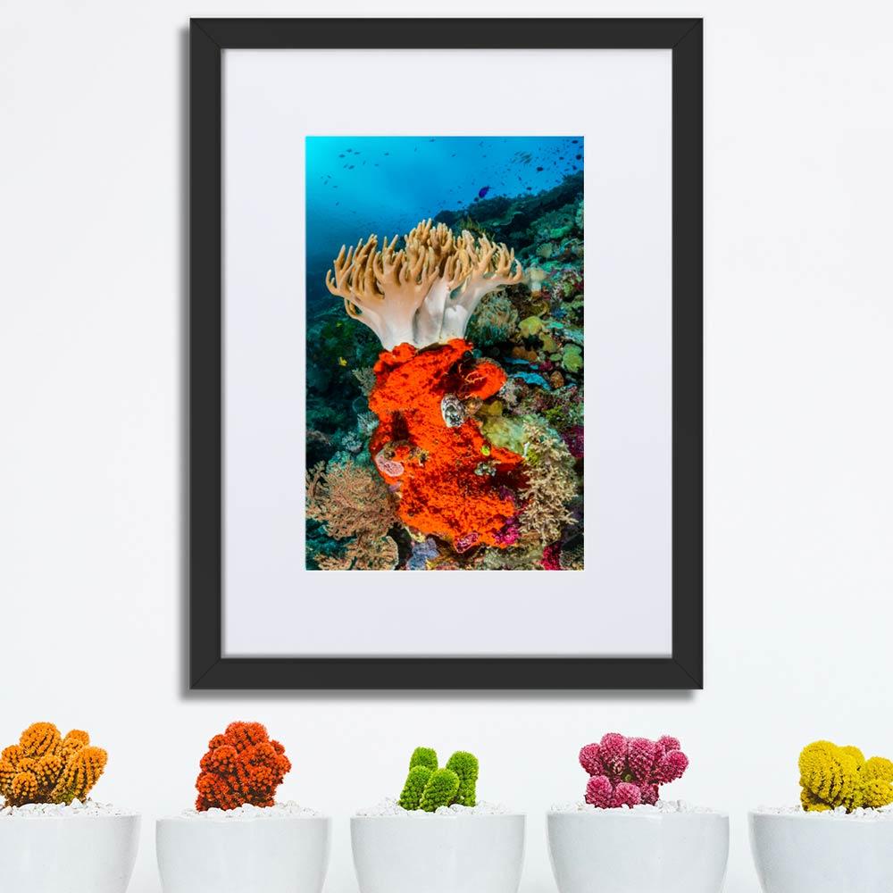 Lederkoralle - Poster im Rahmen mit Passepartout schwarz / 30×40 cm artlia