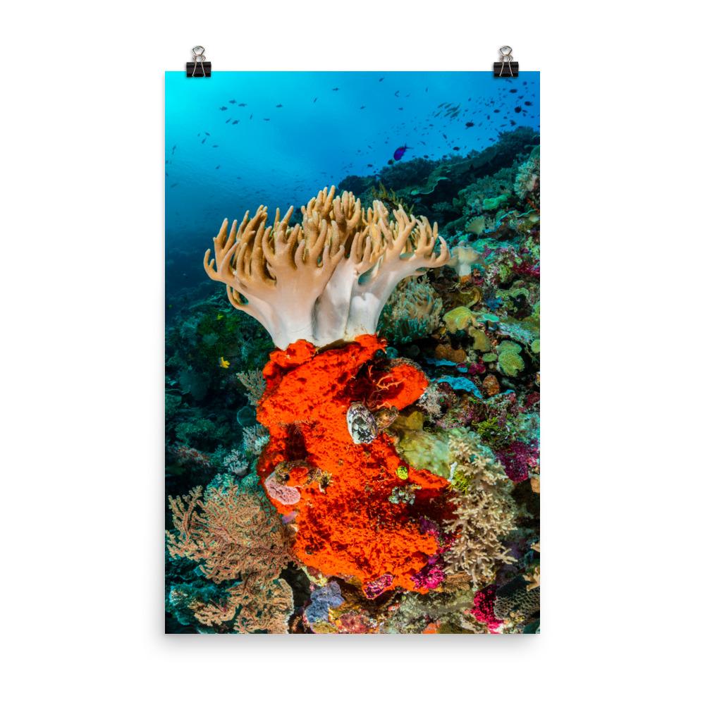 Lederkoralle - Poster 30x45 cm artlia