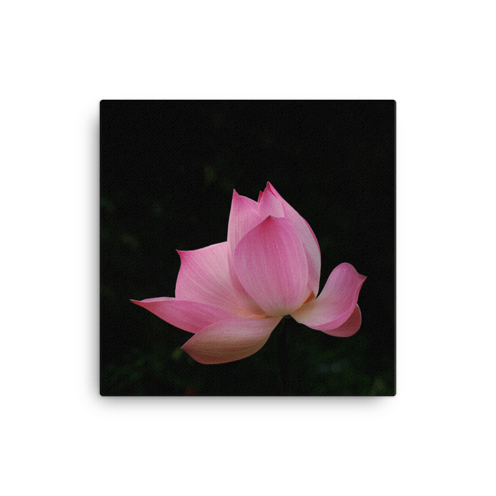 Leinwand - Lotus Seerose 41x41 cm artlia