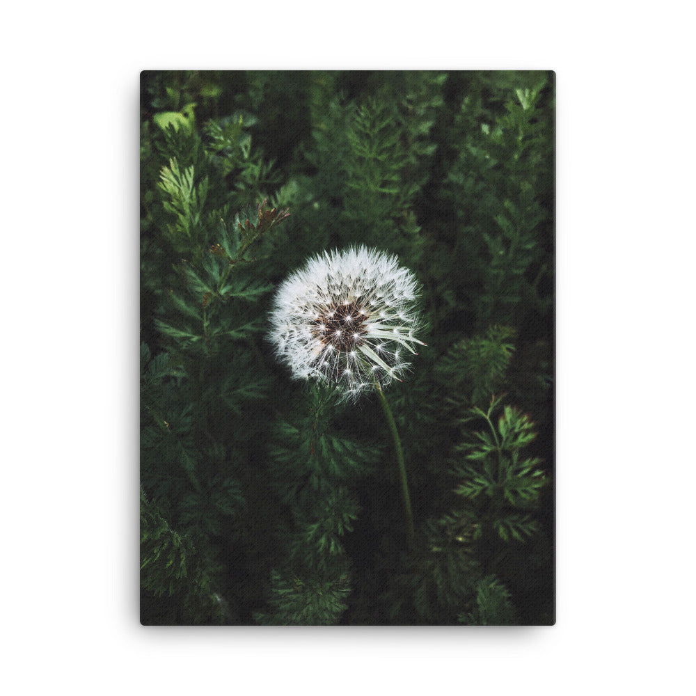 Leinwand - Pusteblume 30x41 cm artlia