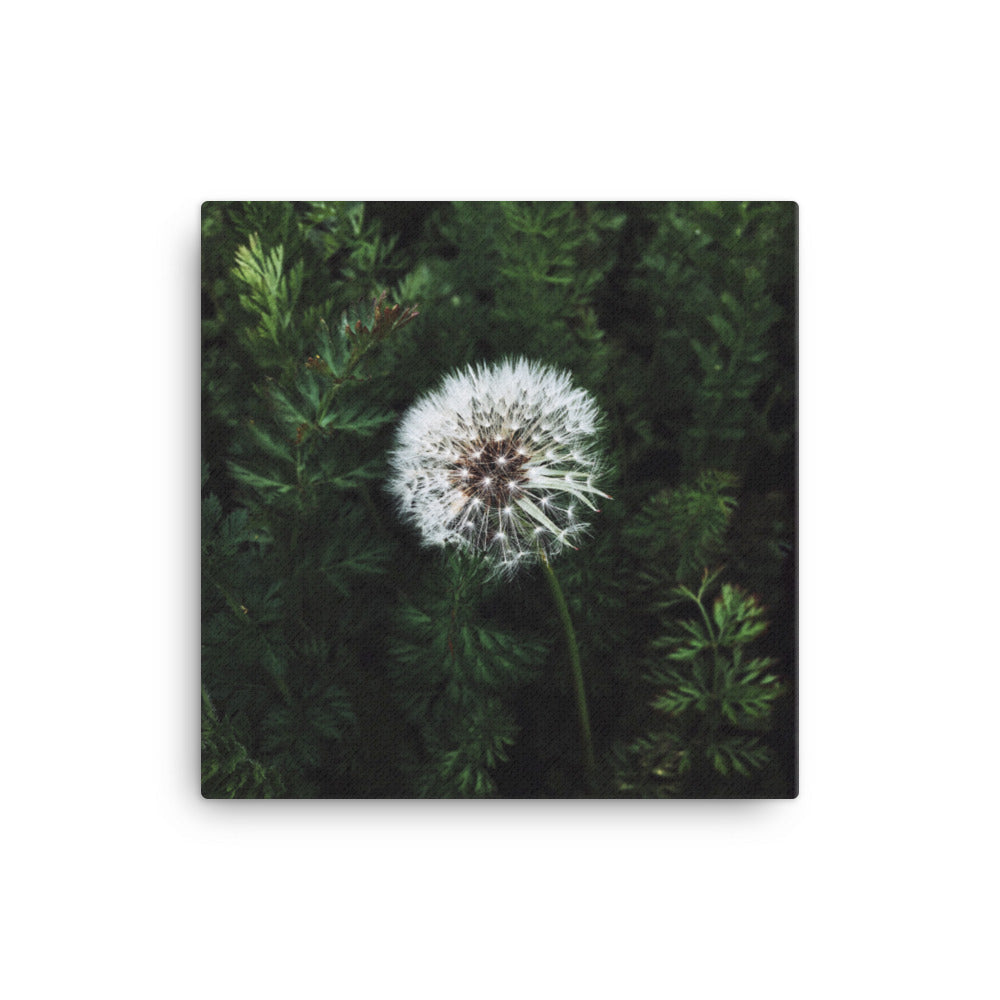 Leinwand - Pusteblume 41x41 cm artlia