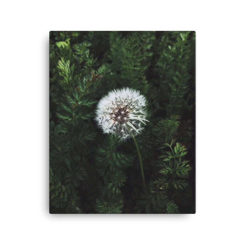 Leinwand - Pusteblume 41x51 cm artlia