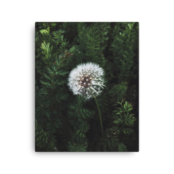Leinwand - Pusteblume 41x51 cm artlia