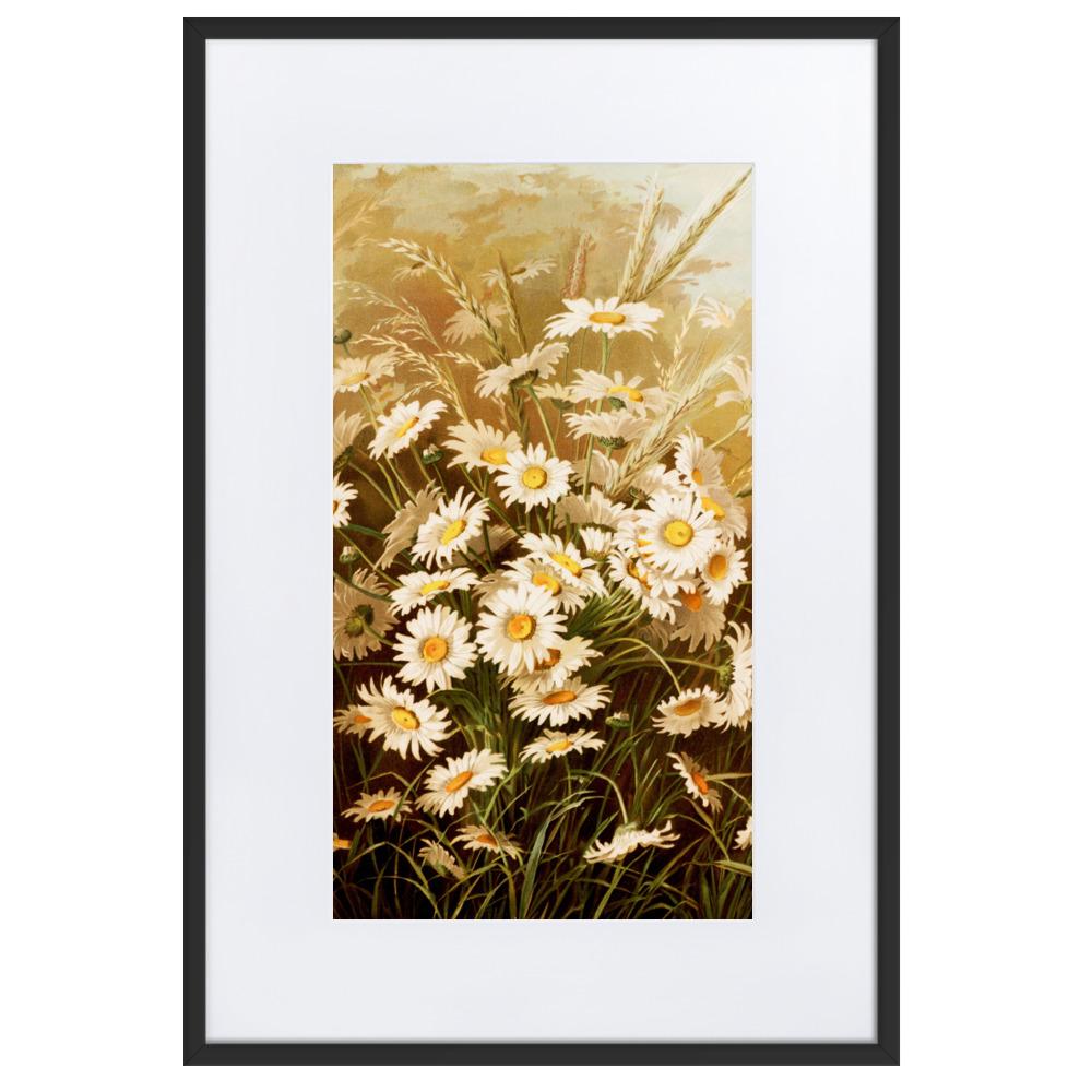 Margeriten - Poster im Rahmen mit Passepartout schwarz / 61×91 cm artlia