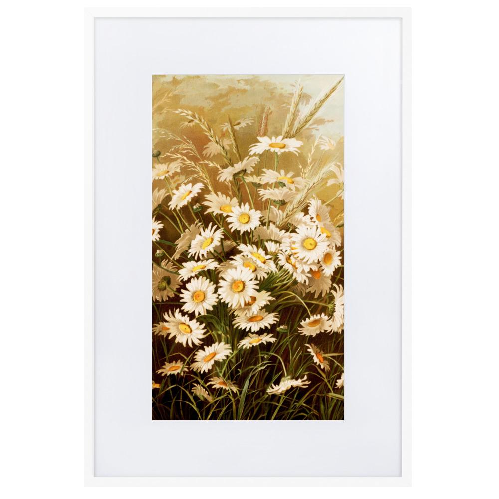 Margeriten - Poster im Rahmen mit Passepartout weiß / 61×91 cm artlia