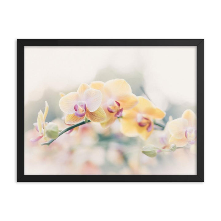 Orchid 01 - Poster im Rahmen schwarz / 30x41 cm artlia