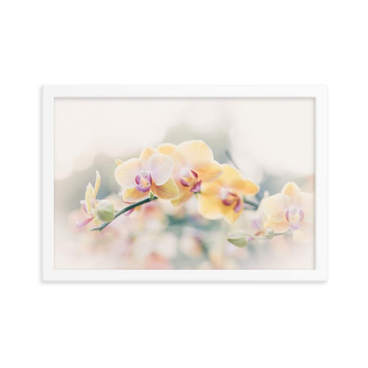 Orchid 01 - Poster im Rahmen weiß / 30x45 cm artlia