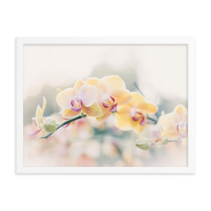 Orchid 01 - Poster im Rahmen weiß / 30x41 cm artlia
