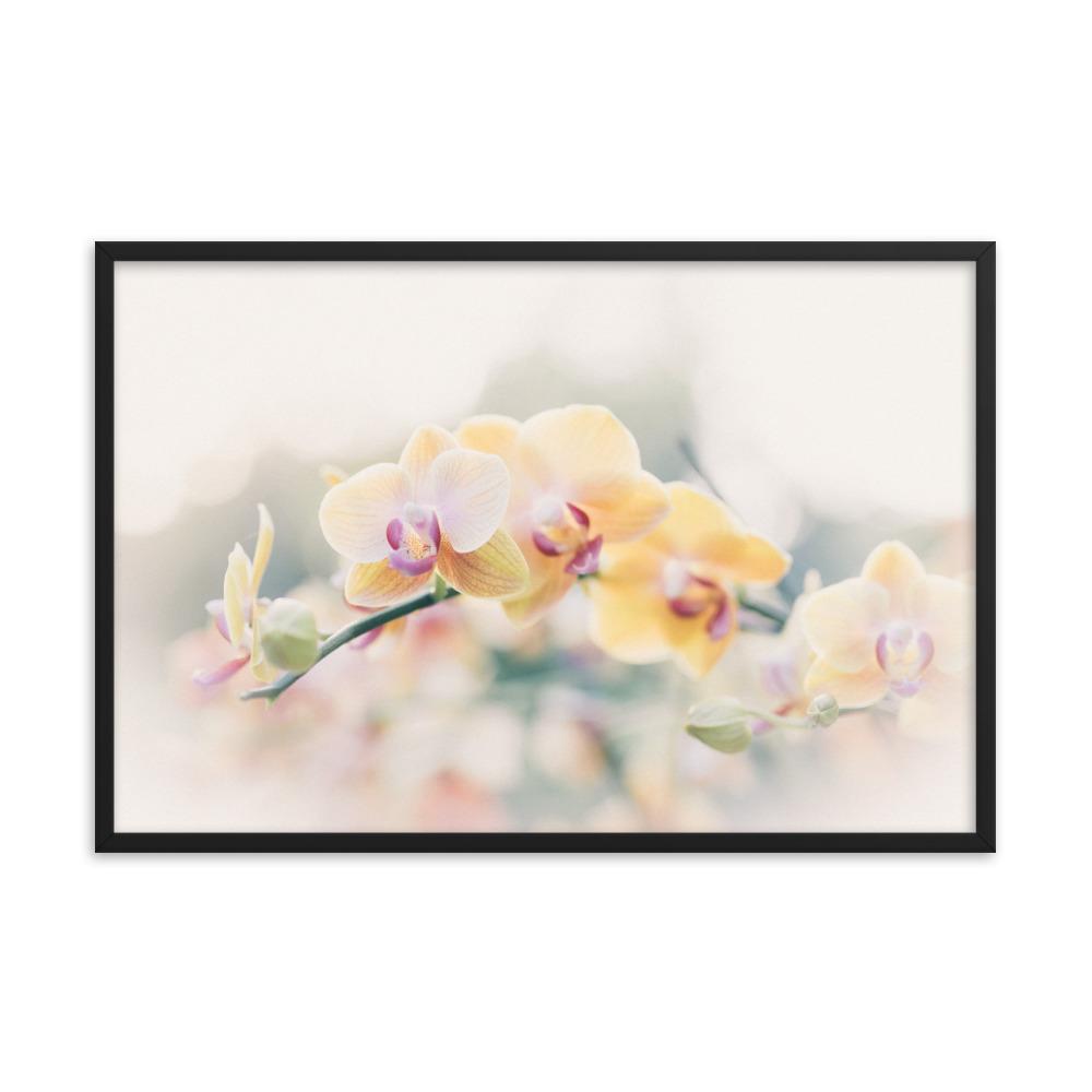 Orchid 01 - Poster im Rahmen schwarz / 61x91 cm artlia