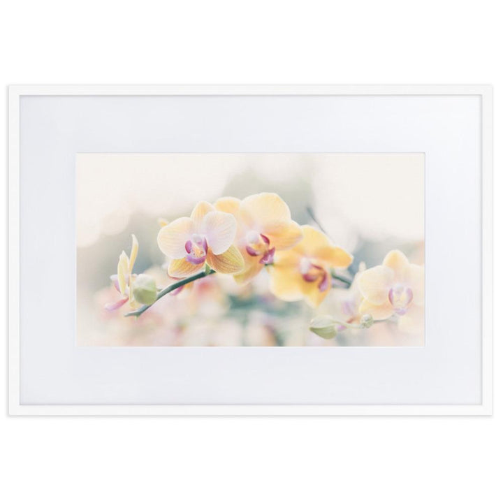 Orchid 01 - Poster im Rahmen mit Passepartout weiß / 61×91 cm artlia