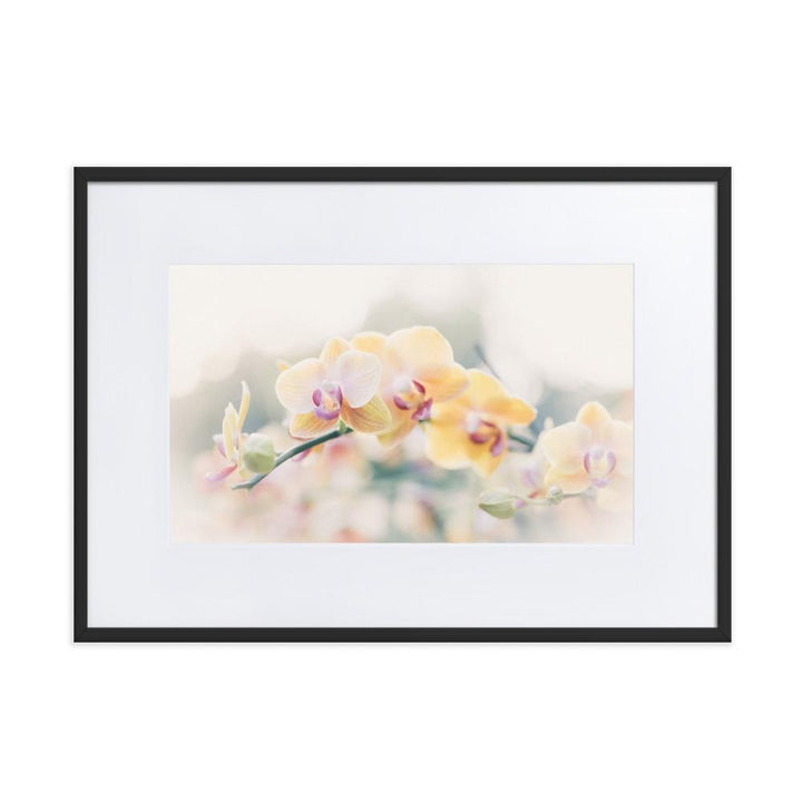 Orchid 01 - Poster im Rahmen mit Passepartout schwarz / 50×70 cm artlia