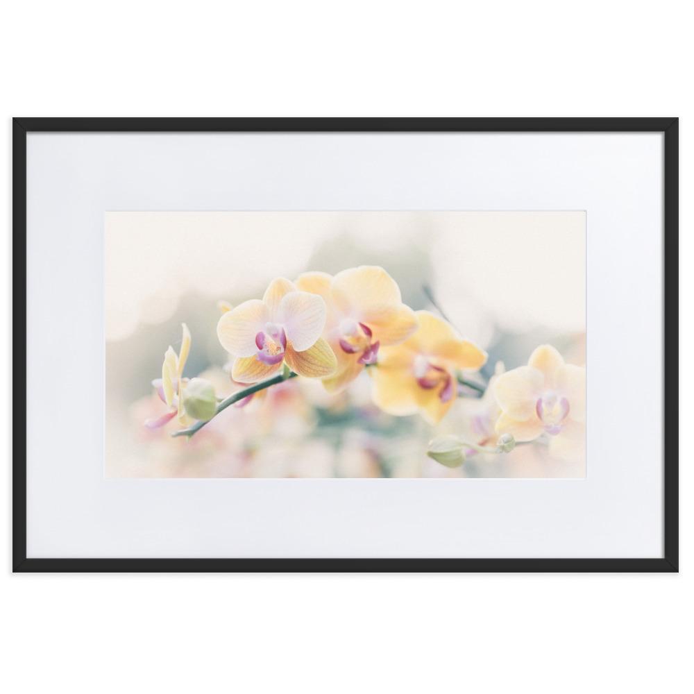 Orchid 01 - Poster im Rahmen mit Passepartout schwarz / 61×91 cm artlia