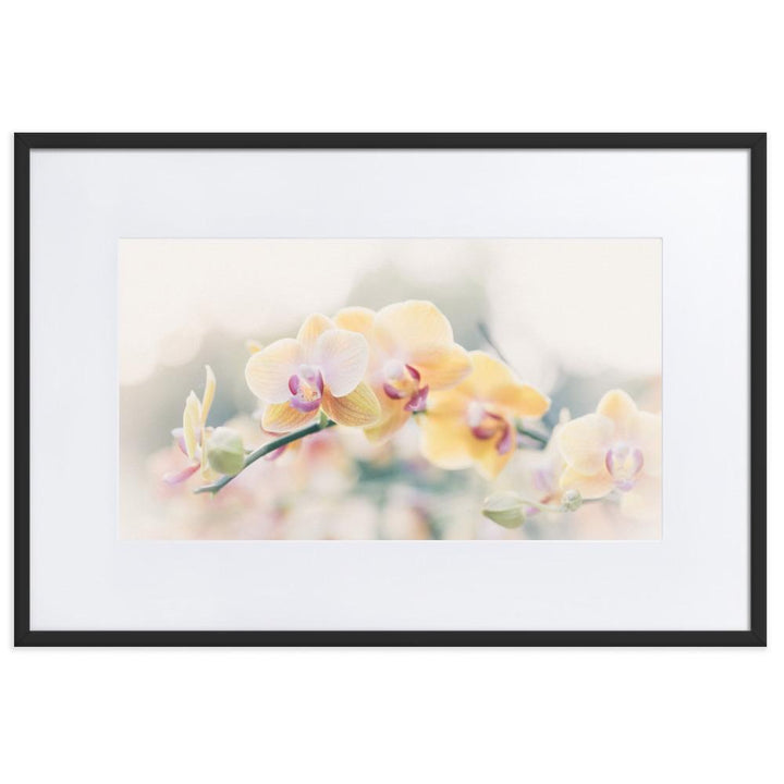Orchid 01 - Poster im Rahmen mit Passepartout schwarz / 61×91 cm artlia