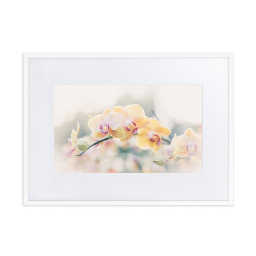 Orchid 01 - Poster im Rahmen mit Passepartout weiß / 50×70 cm artlia