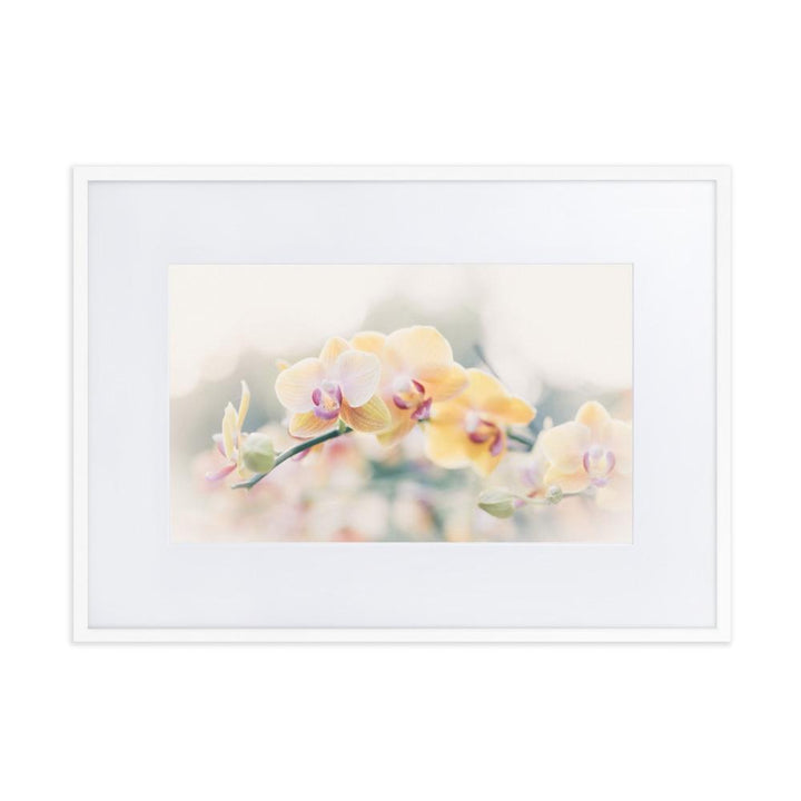 Orchid 01 - Poster im Rahmen mit Passepartout weiß / 50×70 cm artlia