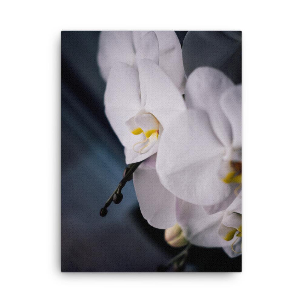 Orchid 02 - Leinwand 30x41 cm artlia