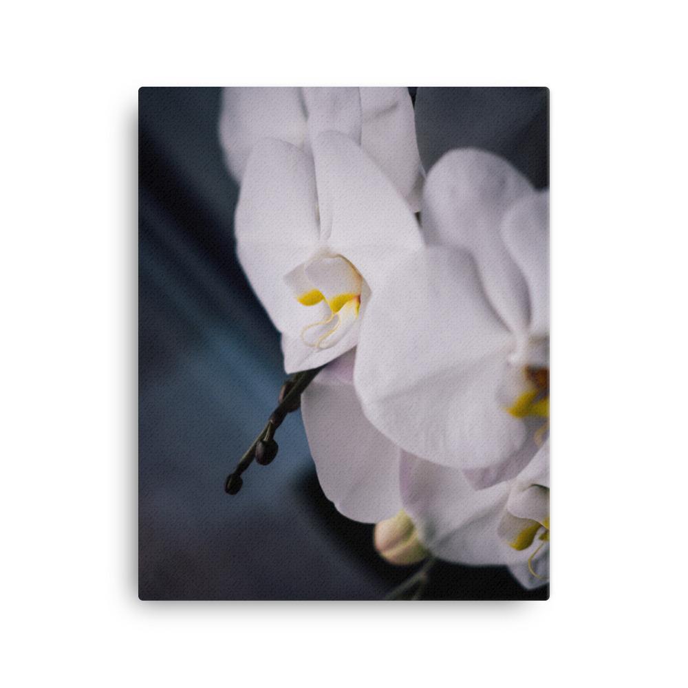 Orchid 02 - Leinwand 41x51 cm artlia