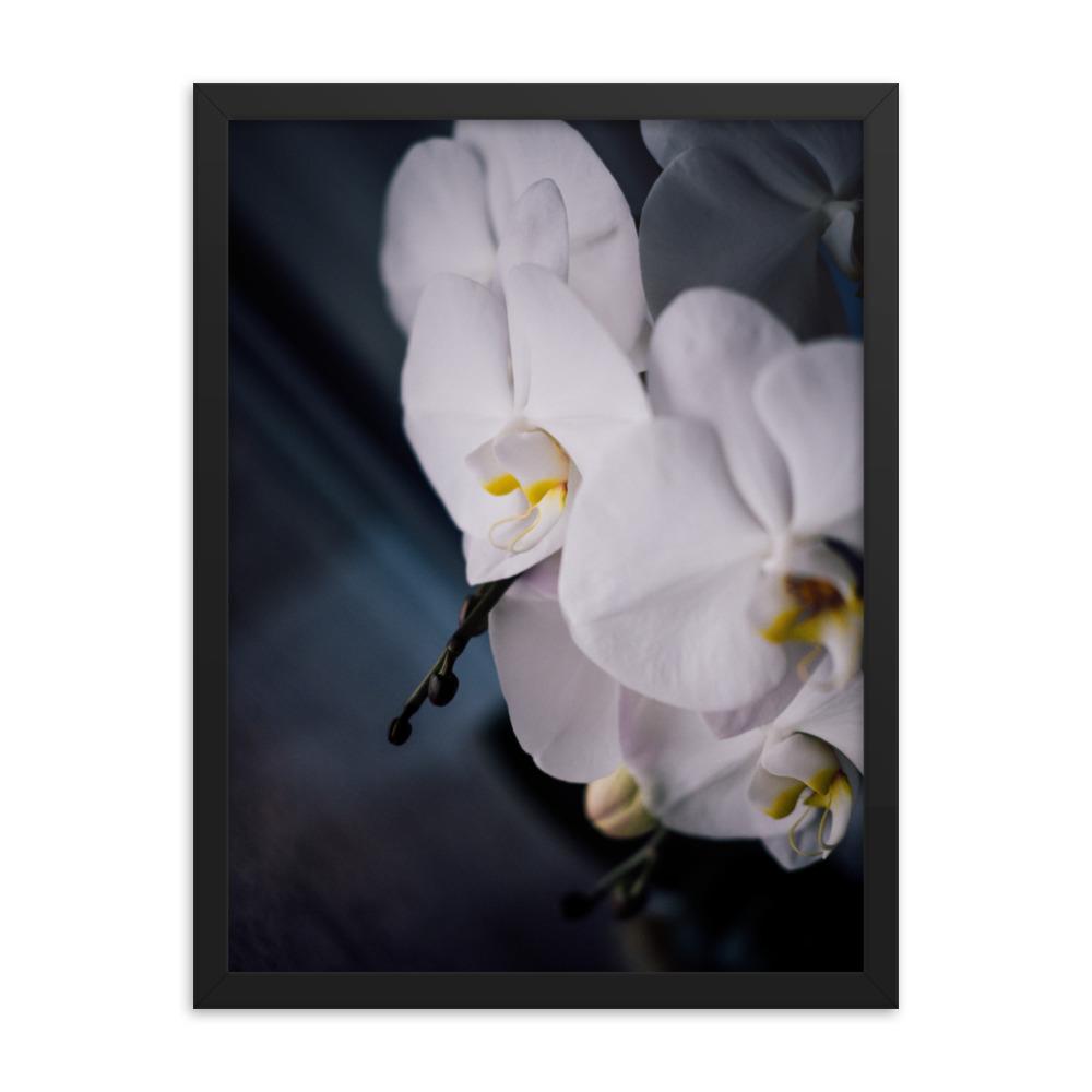 Orchid 02 - Poster im Rahmen schwarz / 30x41 cm artlia