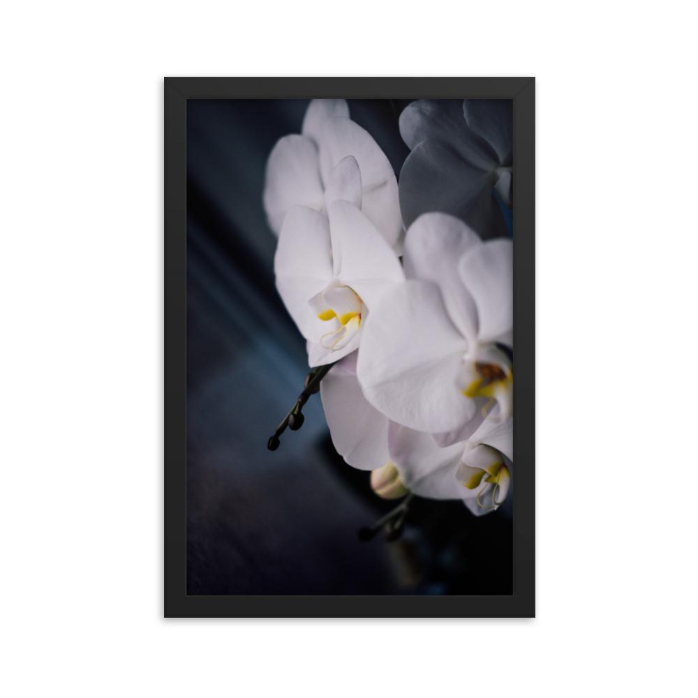 Orchid 02 - Poster im Rahmen schwarz / 30x45 cm artlia