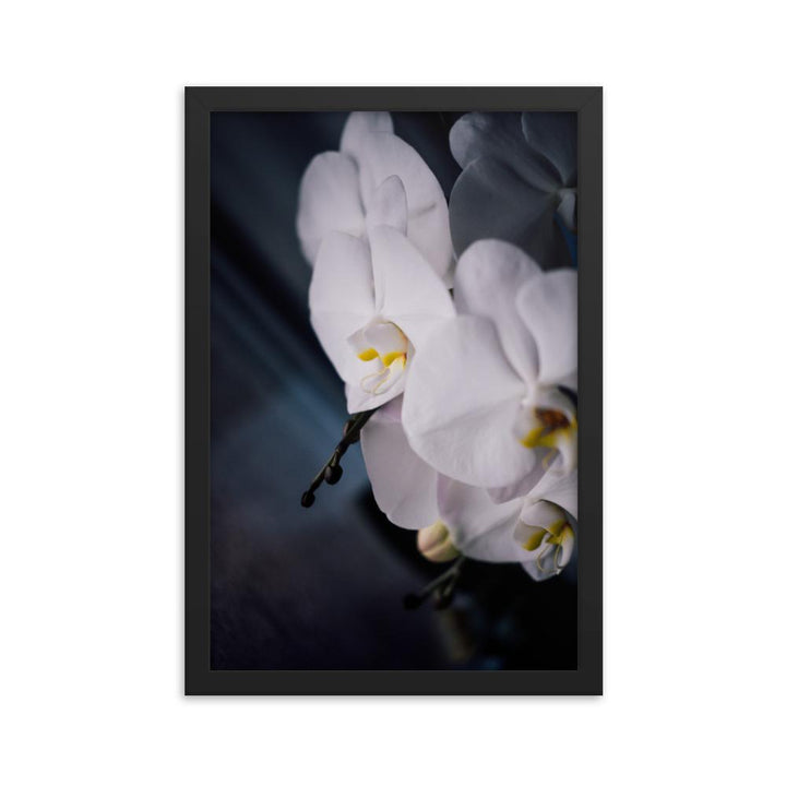 Orchid 02 - Poster im Rahmen schwarz / 30x45 cm artlia