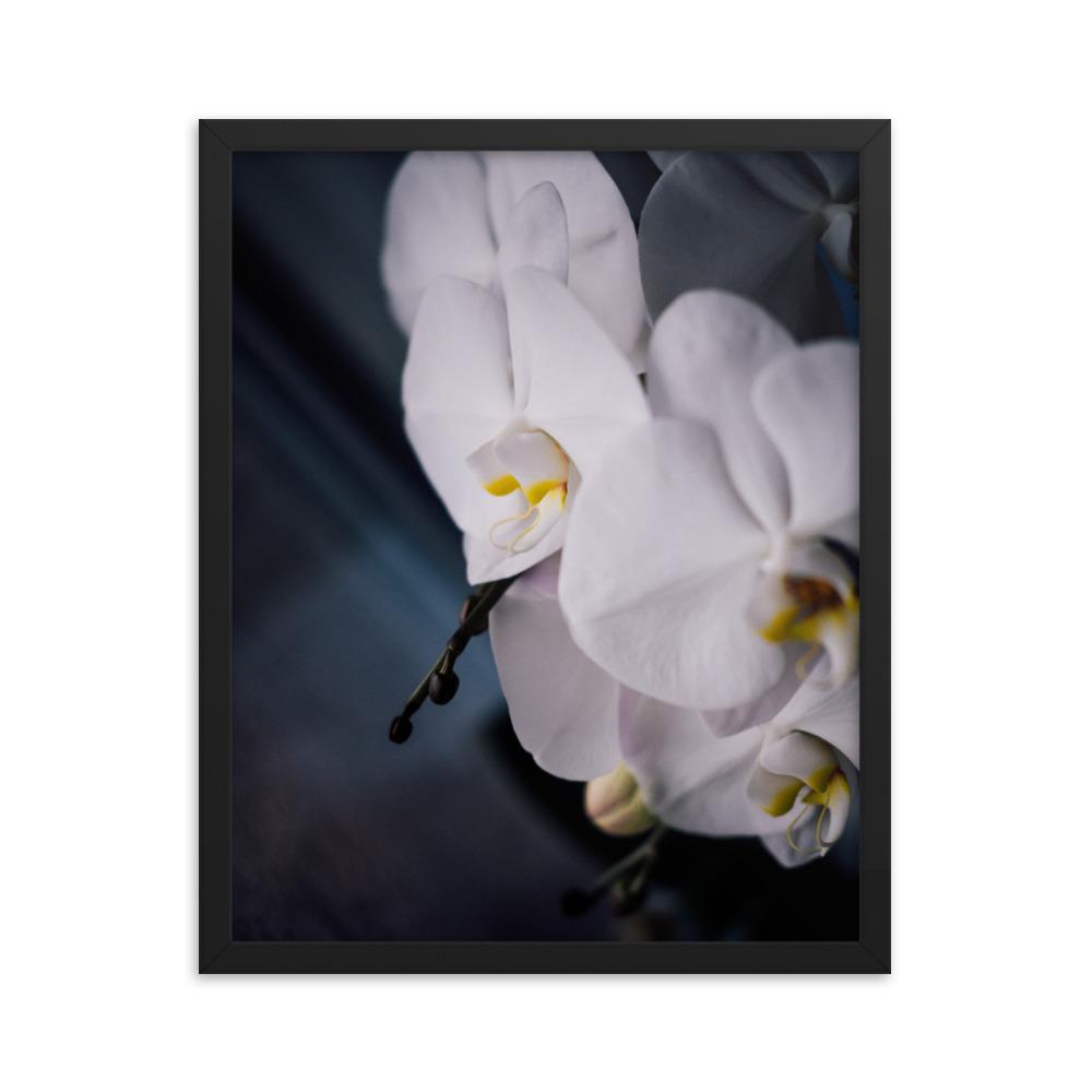 Orchid 02 - Poster im Rahmen schwarz / 41x51 cm artlia