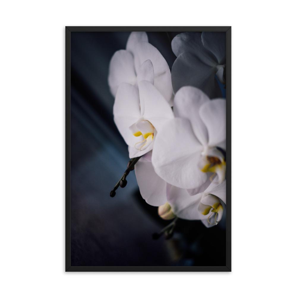 Orchid 02 - Poster im Rahmen schwarz / 61x91 cm artlia