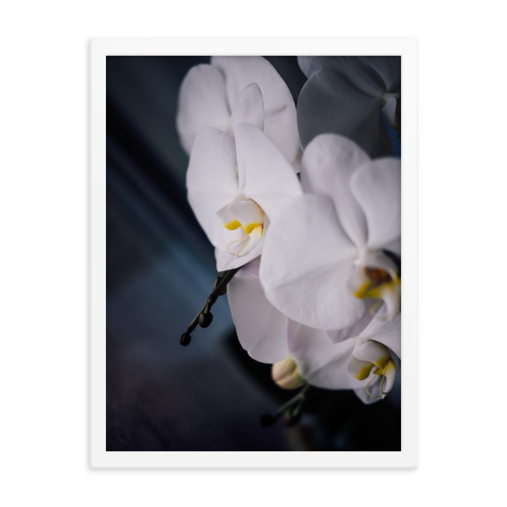 Orchid 02 - Poster im Rahmen weiß / 30x41 cm artlia