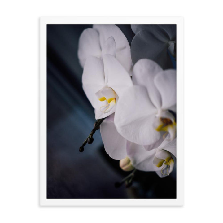 Orchid 02 - Poster im Rahmen weiß / 30x41 cm artlia