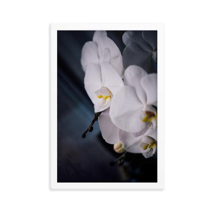 Orchid 02 - Poster im Rahmen weiß / 30x45 cm artlia