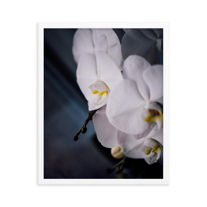 Orchid 02 - Poster im Rahmen weiß / 41x51 cm artlia