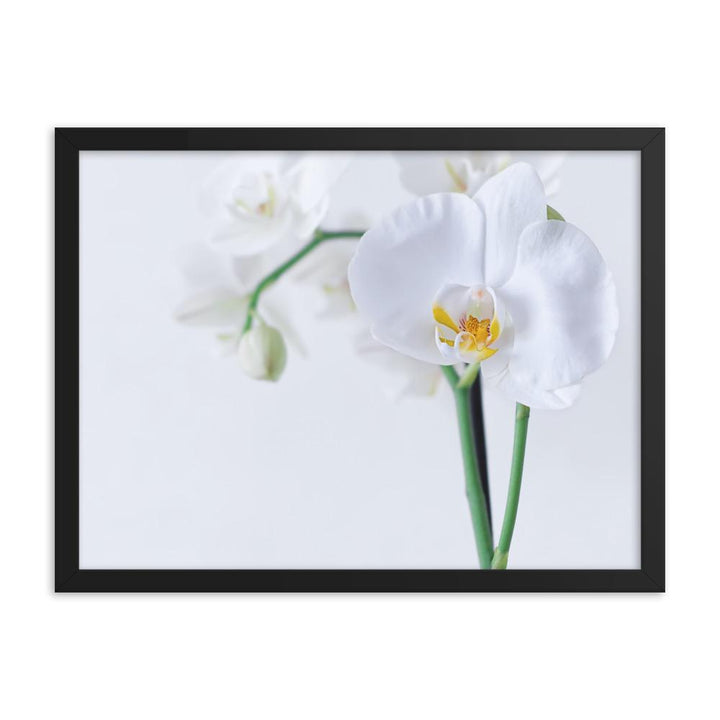 Orchid 03 - Poster im Rahmen schwarz / 30x41 cm artlia