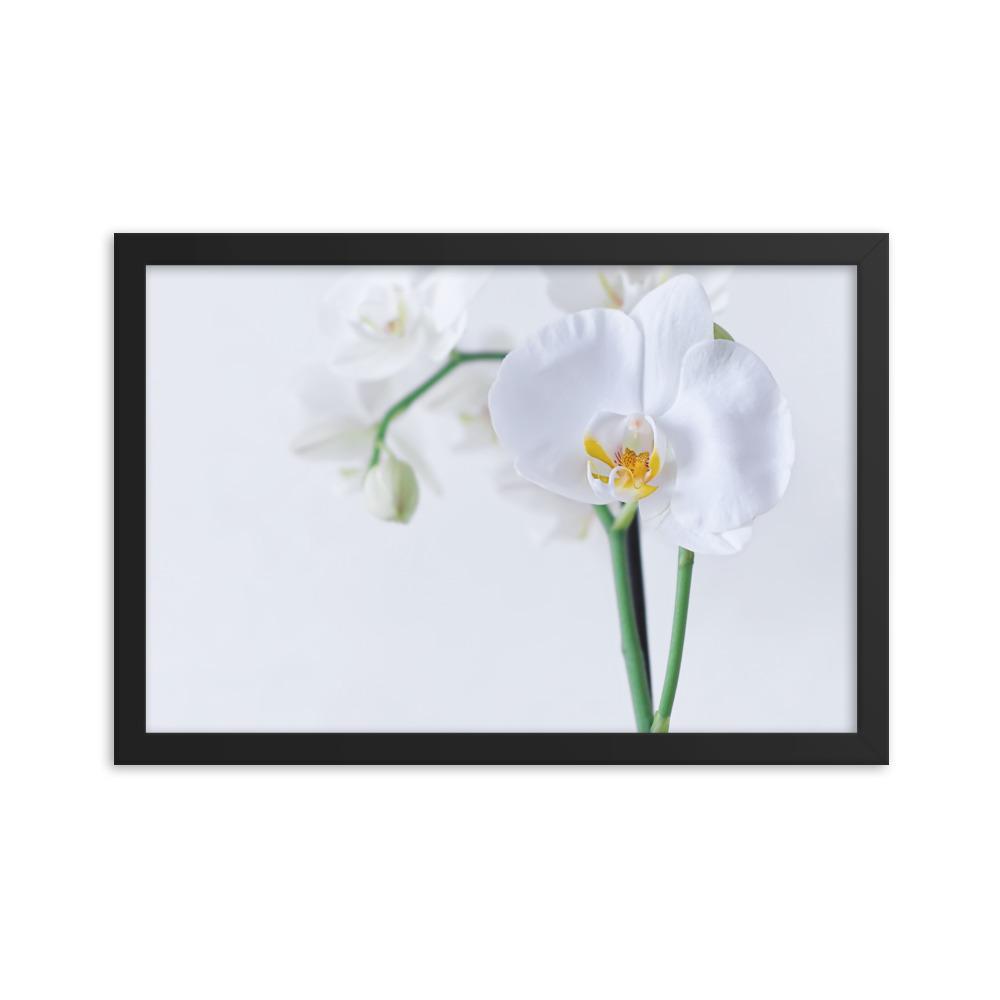Orchid 03 - Poster im Rahmen schwarz / 30x45 cm artlia