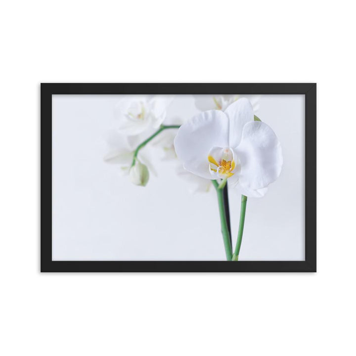 Orchid 03 - Poster im Rahmen schwarz / 30x45 cm artlia