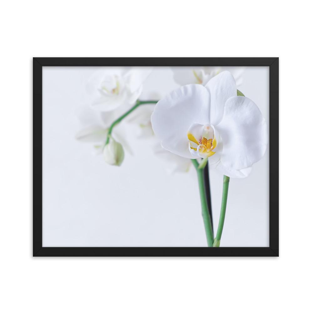 Orchid 03 - Poster im Rahmen schwarz / 41x51 cm artlia