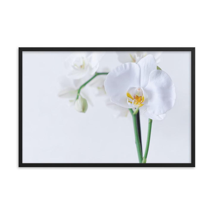 Orchid 03 - Poster im Rahmen schwarz / 61x91 cm artlia