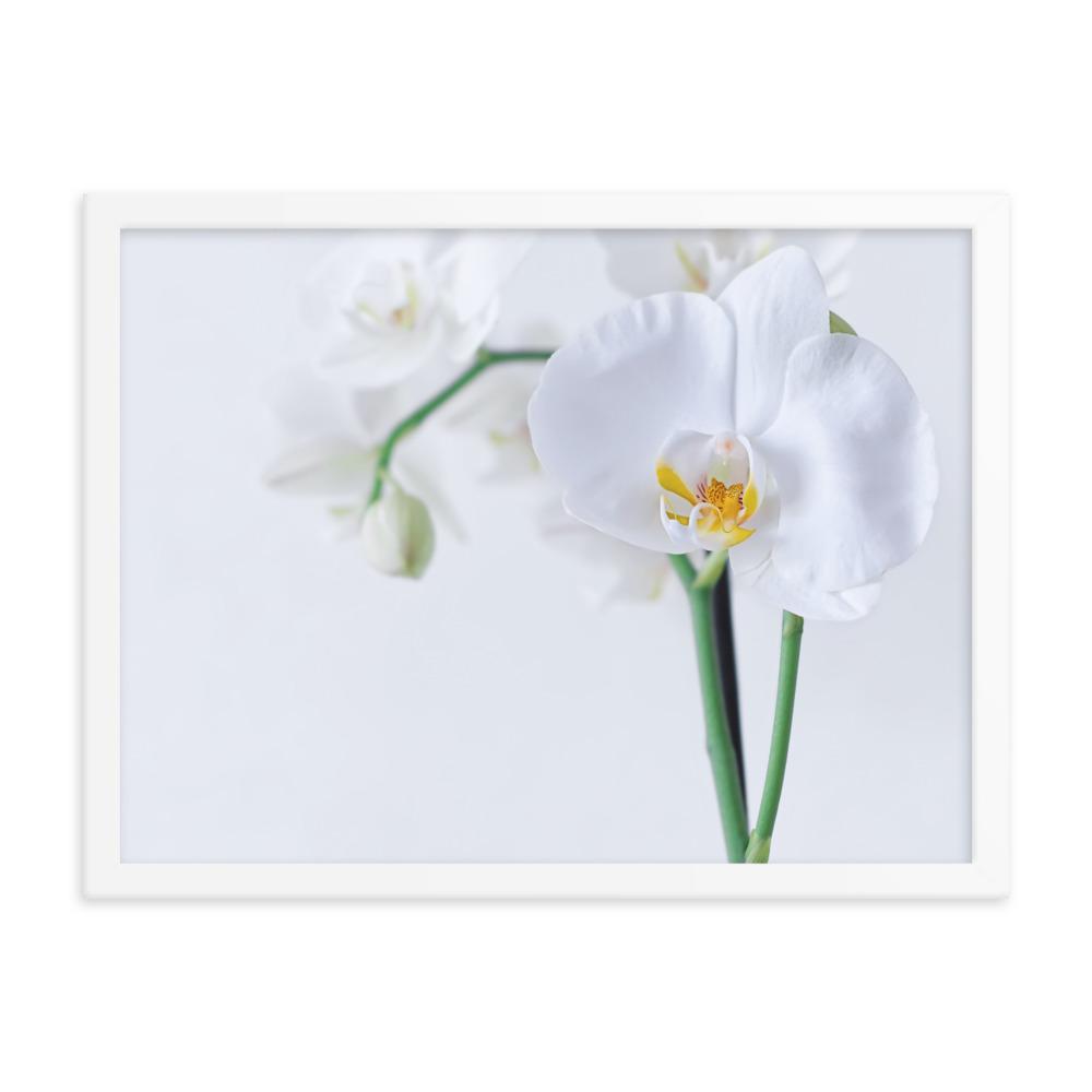 Orchid 03 - Poster im Rahmen weiß / 30x41 cm artlia