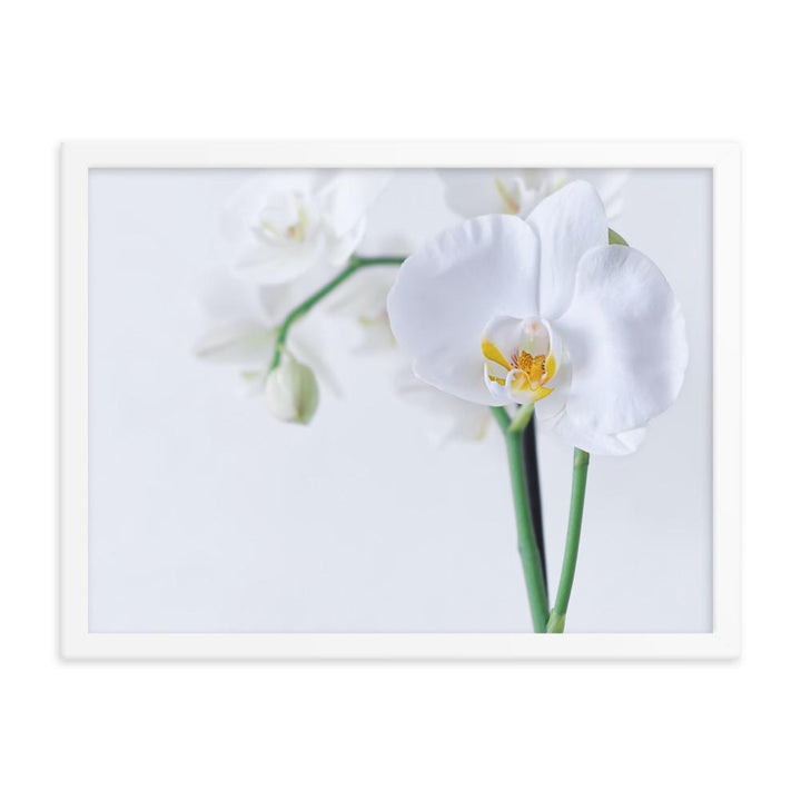 Orchid 03 - Poster im Rahmen weiß / 30x41 cm artlia