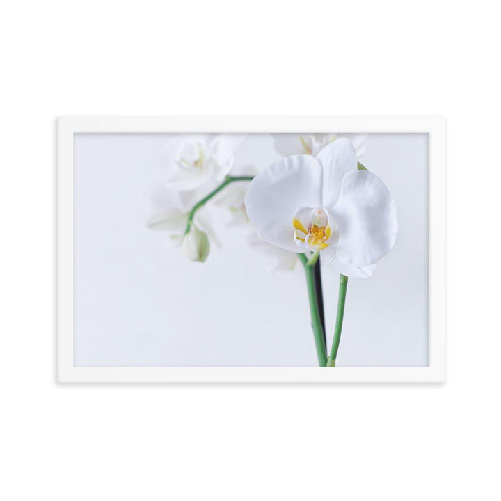 Orchid 03 - Poster im Rahmen weiß / 30x45 cm artlia