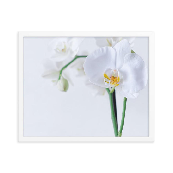 Orchid 03 - Poster im Rahmen weiß / 41x51 cm artlia